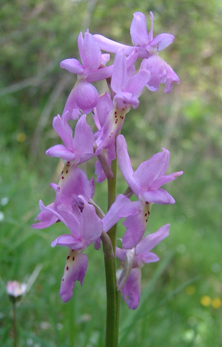 Orchis x colemanii (ibrido: Or. mascula x Or. pauciflora)